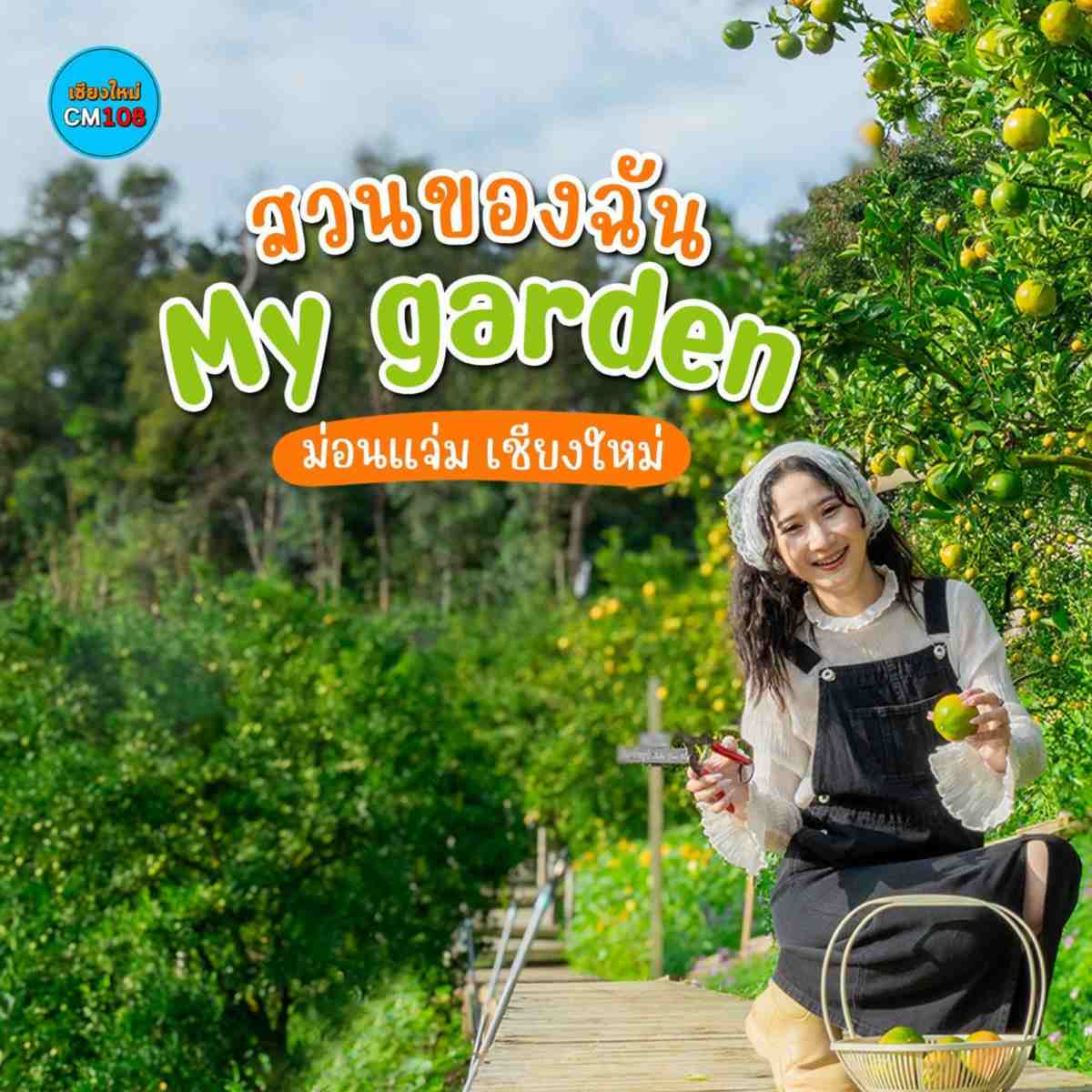 เปิดสวนให้เก็บส้มแล้ว‼️🍊 สวนของฉัน My garden – ม่อนแจ่ม เชียงใหม่ เริ่มเปิดเก็บส้ม ตั้งแต่วันนี้ – 31 ม.ค. 70 เท่านั้น