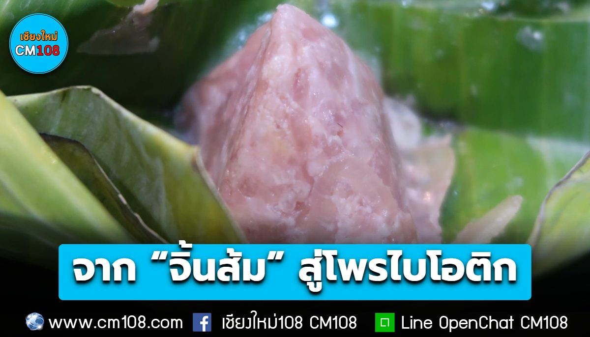 จาก “จิ้นส้ม” สู่โพรไบโอติกสายพันธุ์ไทย นักวิจัย มช. ค้นพบ “CMUB-N14” ต่อยอดภูมิปัญญาล้านนา