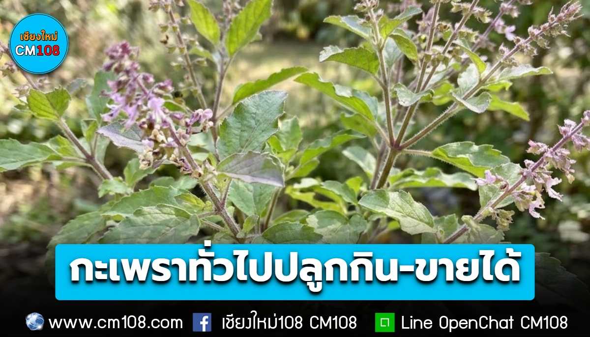 รัฐบาลแจง “กะเพรา” ปลูกกิน-ขายได้ปกติ จดคุ้มครองเฉพาะ 4 พันธุ์ใหม่ ไม่กระทบพันธุ์ทั่วไป