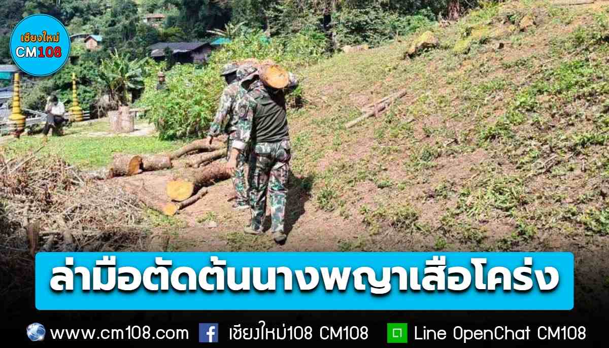 “รมว.สุชาติ” สั่งล่าตัวมือตัด “ต้นนางพญาเสือโคร่ง” บ้านม้งดอยปุย จำนวน 15 ต้น