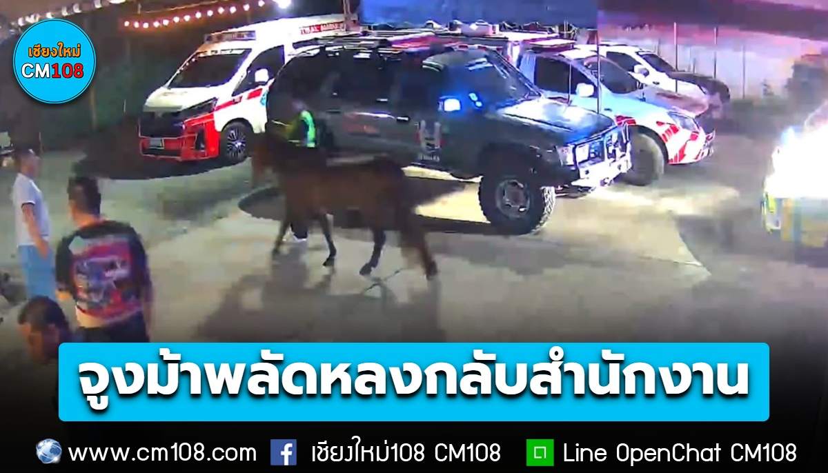 กู้ภัยแม้โจ้ จูงม้ากลับสำนักงาน หลังพลัดหลงอยู่กลางถนน แฟนคลับยกนิ้ว เป็นทุกอย่างให้แล้ว