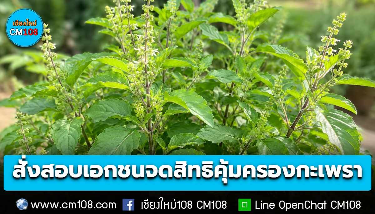 “สุริยะ” สั่งด่วนกรมวิชาการเกษตร เร่งตรวจสอบกรณีเอกชนจดสิทธิคุ้มครองกะเพรา 4 สายพันธุ์ ต้องรู้ผลภายใน 1 สัปดาห์